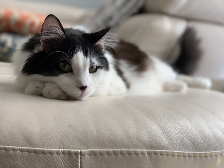 Enzo 