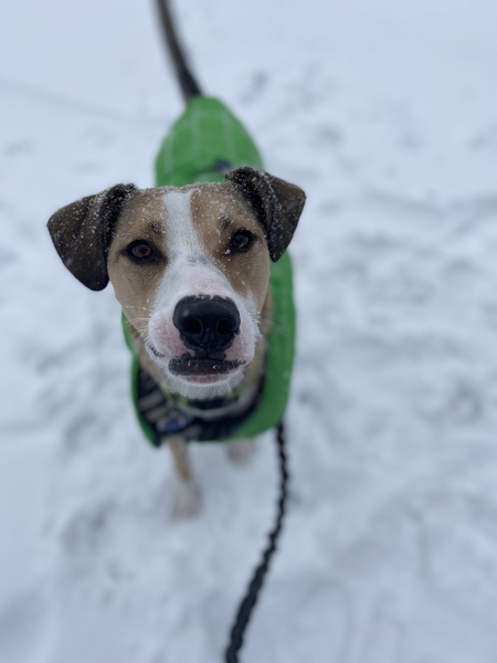 Roscoe