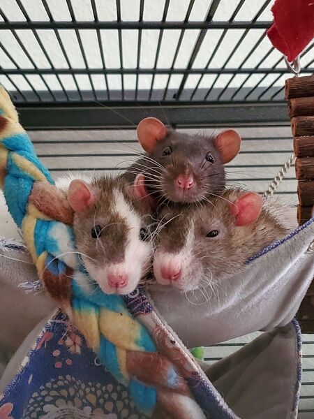 "The Spice Boys" Oregano (top), Parsley (bottom left), Basil (bottom right)