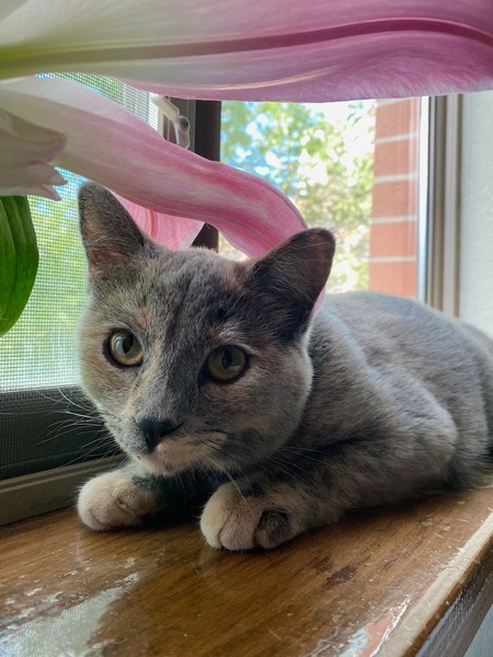 Peaches