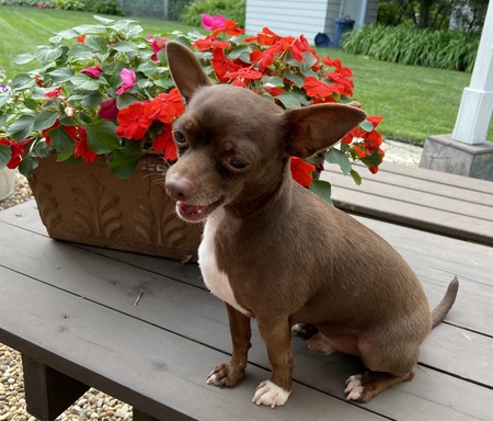 Toby