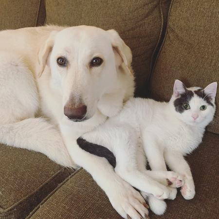Vixey & Bean