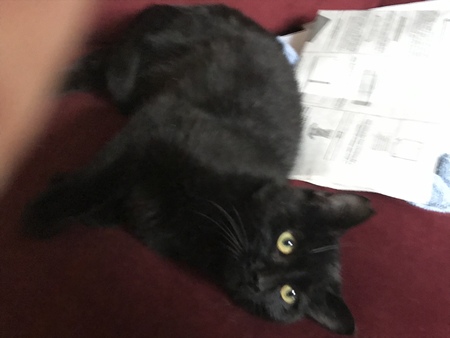 Jinx