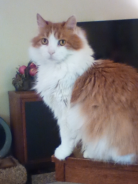 Michael Jay Cat