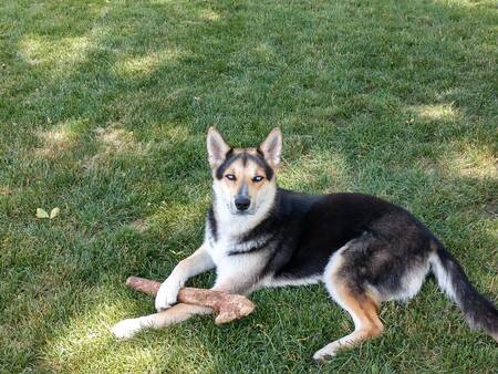 Oakley