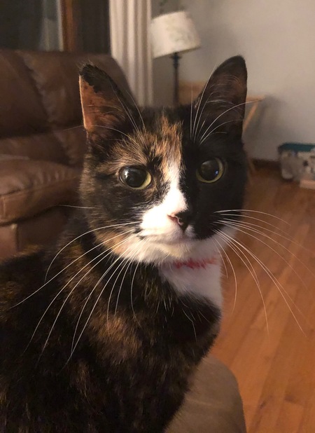 Lola
