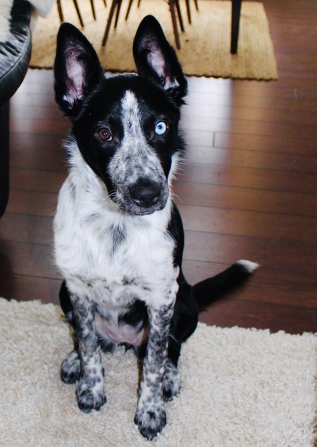 Stella 