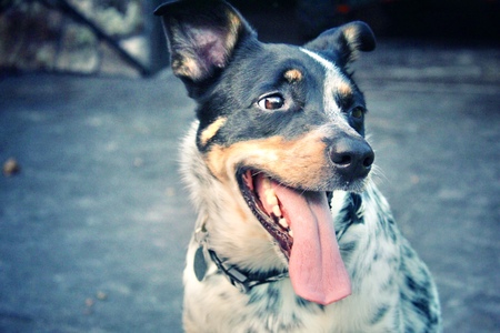 Duke