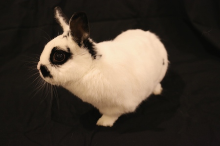 Peabody