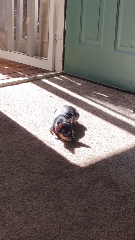 Delilah 