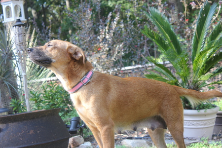 Sadie