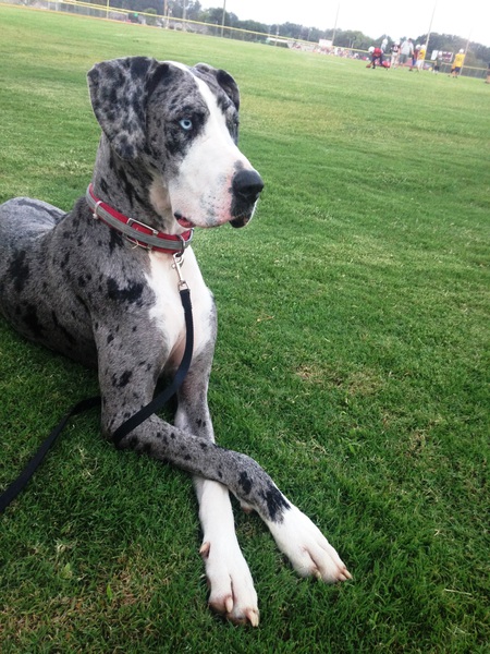 Duchess