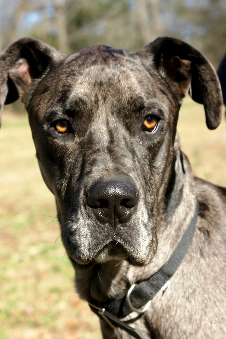 Duke