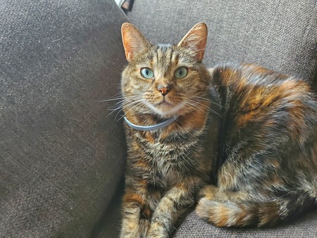 Callie