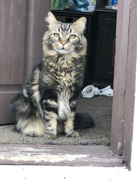 Buddy