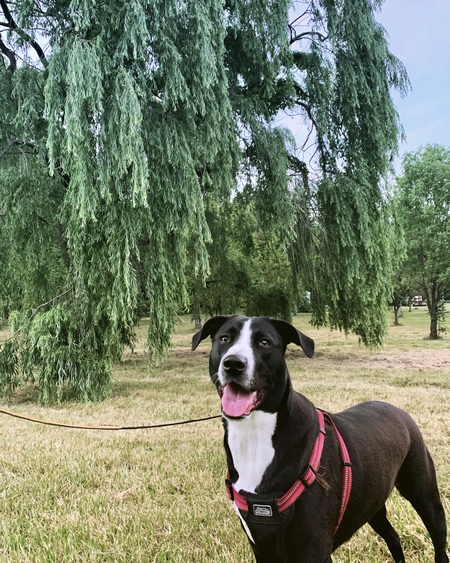 Darla