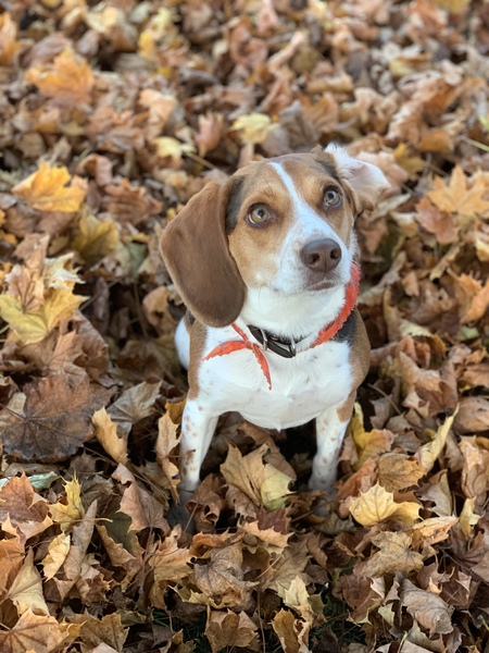 Chloe