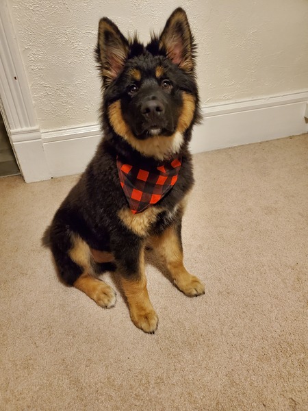 Roscoe