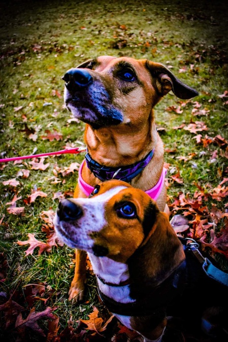 Dixie and Maxwell