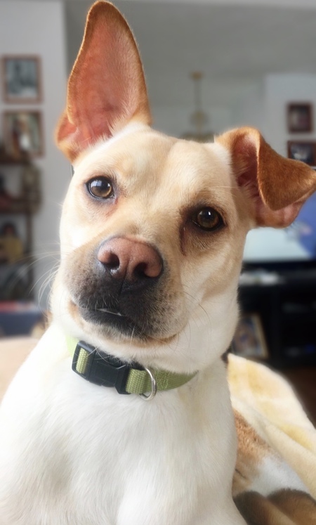 Daisy