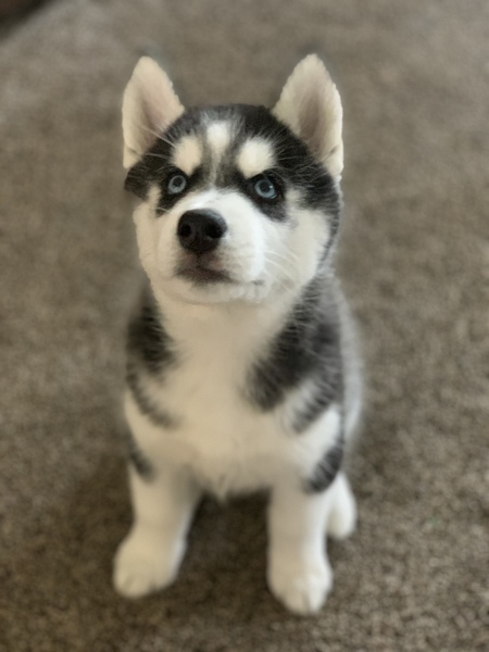 Alaska 