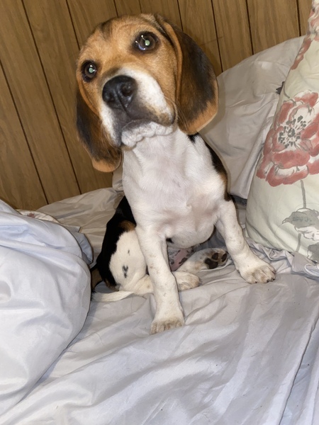 Daisy 