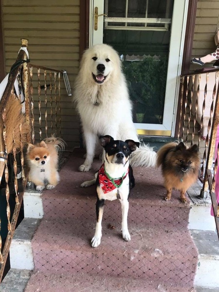 Cooper, Roxie, Leo, Gemma