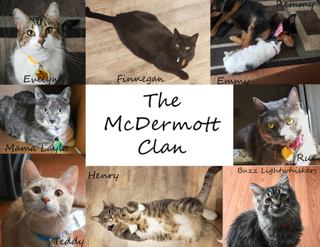 Evelyn, Finnegan, Emmy, Rue, Mama Layla, Teddy, Henry, Buzz-Light-Whiskers, Remmy (dog)