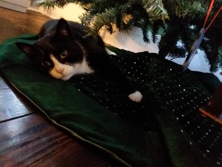 Simon
