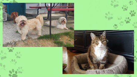 Shotzie, Harley, Evie, Lyla