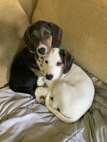 Lacy and Fry