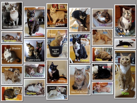 The Spoiled Rottens 