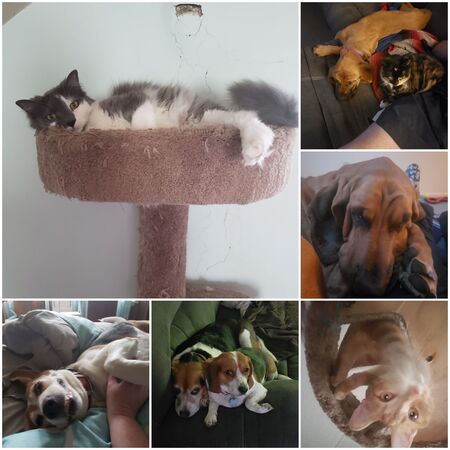 Waffles, Annabelle, Cupcake, Jubal, Lucy Lou, Aisling, Jewel, Roo