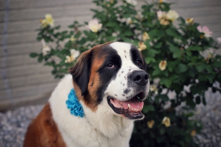 Sadie
