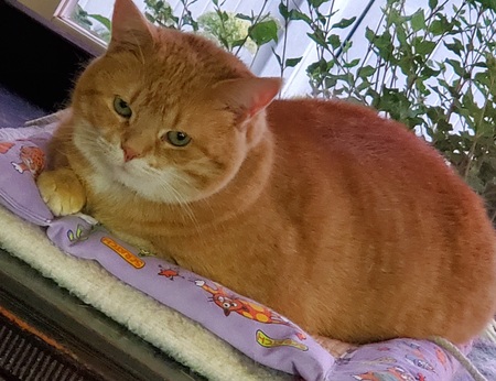 Skippity aka Little Yellow