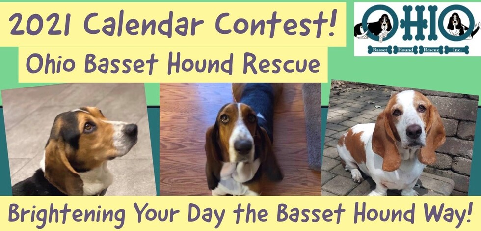 Banner for Brightening Your Day the Basset Hound Way!