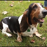 Entry image for Macie