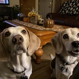 Entry image for Oliver and Henry