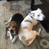 Entry image for Marshmallow and Melvin