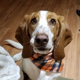 Entry image for Rufus