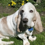 Entry image for Arthur (Artie)