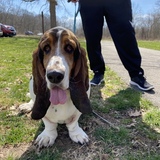 Entry image for Gus