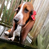 Entry image for Lucy
