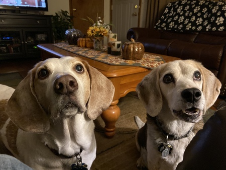 Entry image for Oliver and Henry. Clicking this image will show a larger photo