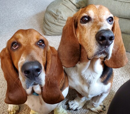 Entry image for Parker and Eli. Clicking this image will show a larger photo