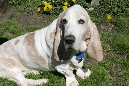 Entry image for Arthur (Artie). Clicking this image will show a larger photo