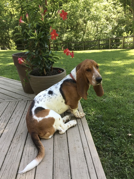 Entry image for Stella “Tiny Thunder” Hunt. Clicking this image will show a larger photo