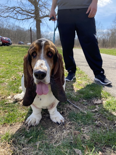Entry image for Gus. Clicking this image will show a larger photo