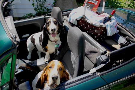 Entry image for Carson. Clicking this image will show a larger photo