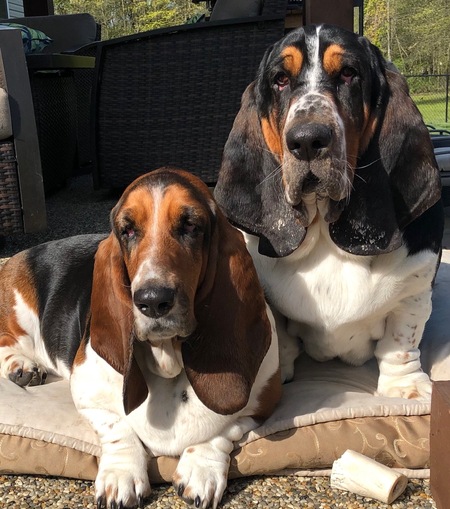 Entry image for Madea and Otis. Clicking this image will show a larger photo
